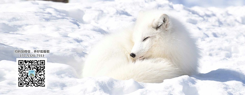 貂狐貉兔毛皮動(dòng)物用藥廠(chǎng)家批發(fā)-青島康地恩