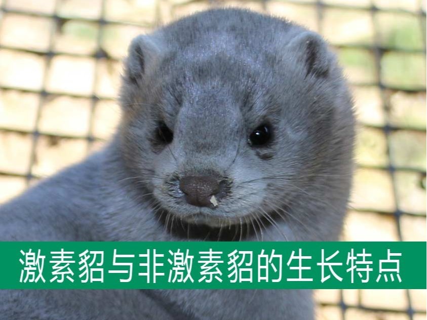 激素貂與非激素貂的生長(zhǎng)發(fā)育特點(diǎn)相同嗎？【康地恩養(yǎng)貂】