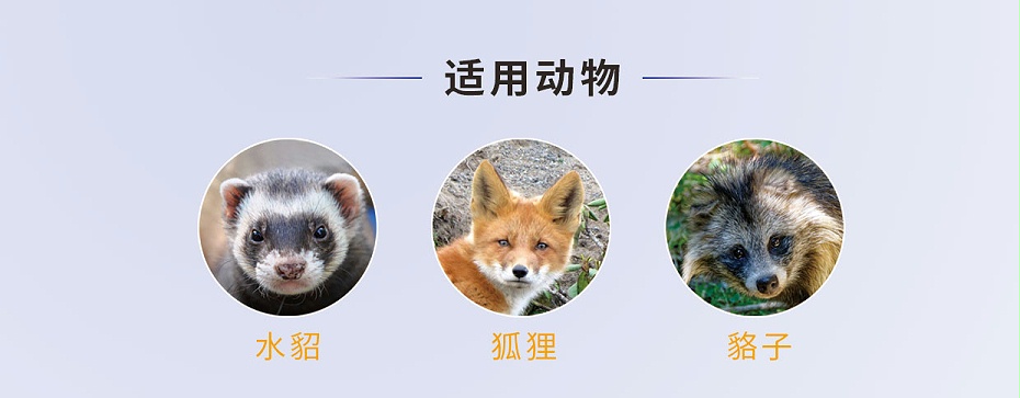 貂、狐、貉等毛皮動(dòng)物腦膜炎、心內(nèi)膜炎的防治用藥廠家批發(fā)-青島康地恩