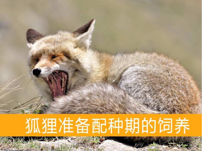 狐貍準備配種期的飼養(yǎng)【康地恩毛皮動物養(yǎng)殖】