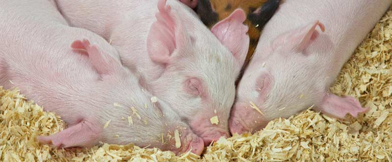 癸氧喹酯溶液在動物球蟲病防治上的應用【康地恩疾病防控】