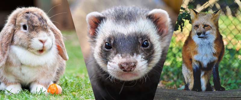 癸氧喹酯溶液在動物球蟲病防治上的應用【康地恩疾病防控】
