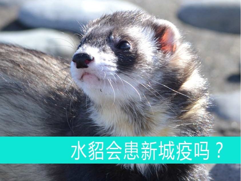 水貂會患新城疫嗎？【康地恩貂狐貉飼養(yǎng)】
