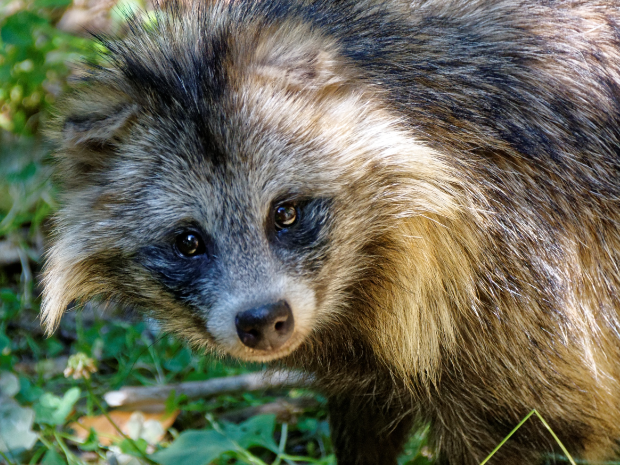 幼貉育成期怎么養(yǎng)？【康地恩養(yǎng)貉】