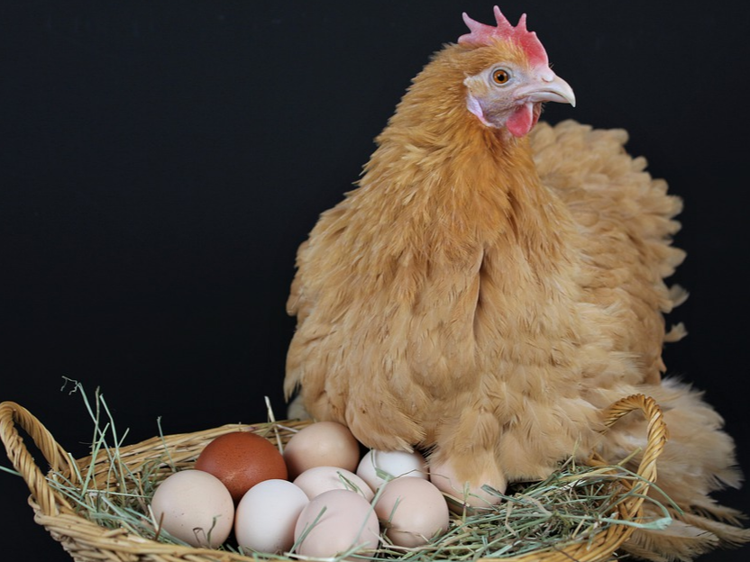 【康地恩案例】地美硝唑預(yù)混劑（舒腸康）對蛋雞組織滴蟲病的治療