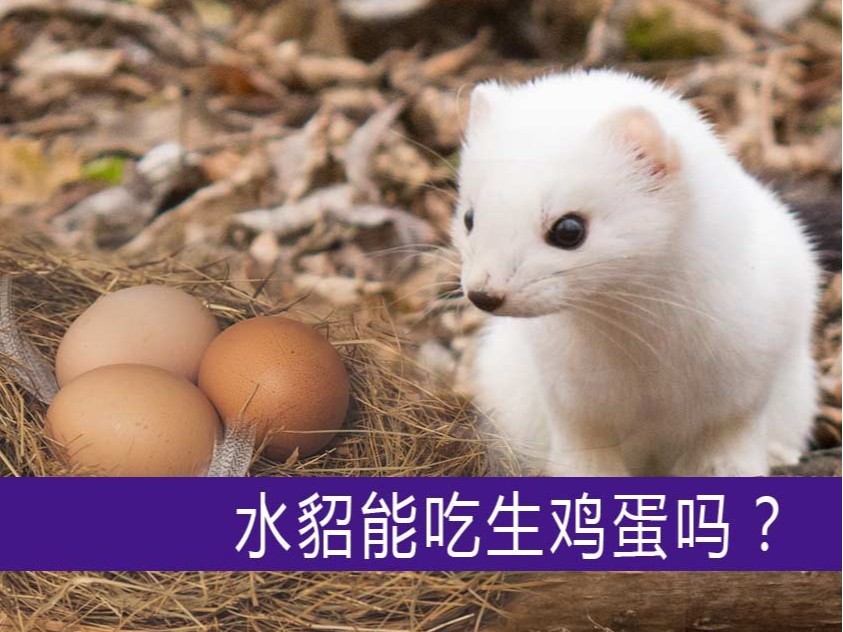 水貂能吃生雞蛋嗎？【康地恩養(yǎng)貂】
