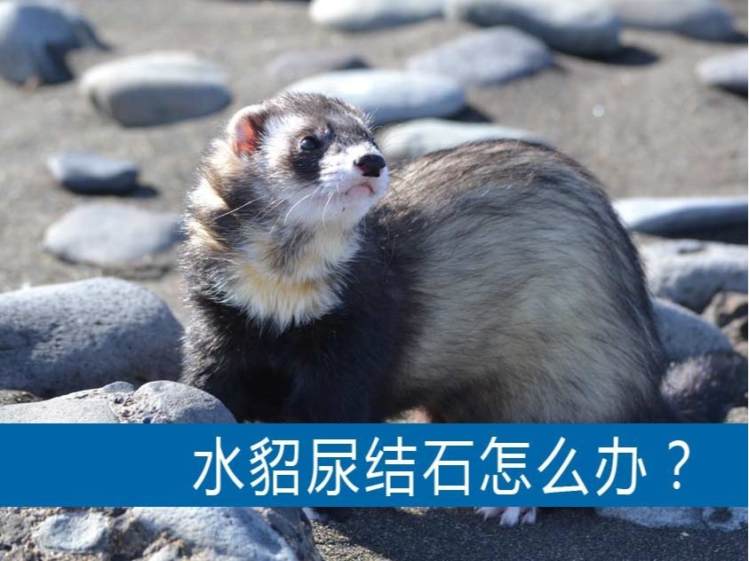水貂尿結(jié)石怎么辦？【康地恩養(yǎng)貂】