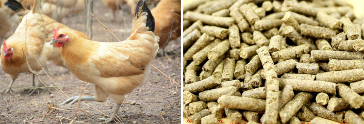 雞群不增料，增料慢