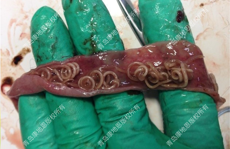 患蛔蟲的狐貍腸道內(nèi)大量蛔蟲阻塞，腸粘膜潮紅出血-青島康地恩