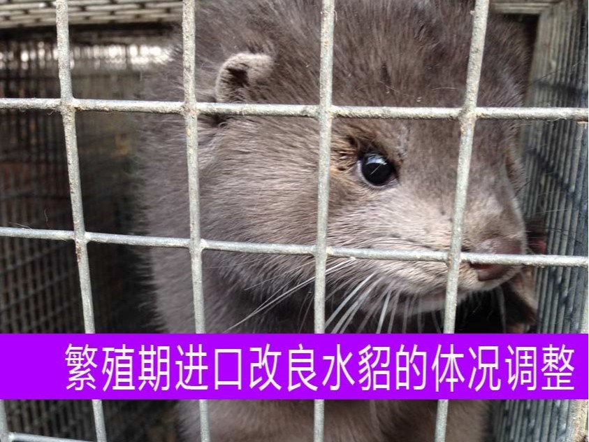 【康地恩養(yǎng)貂】繁殖期進口改良水貂的體況調(diào)整