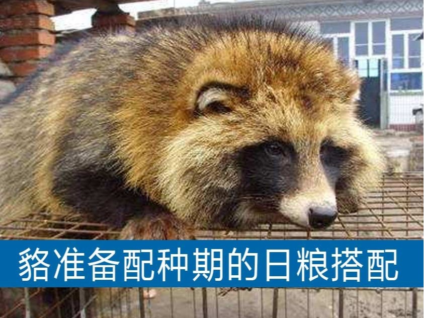 貉準備配種期的日糧搭配【康地恩毛皮動物藥廠家】