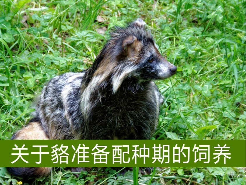 關于貉準備配種期的飼養(yǎng)【康地恩毛皮動物養(yǎng)殖】