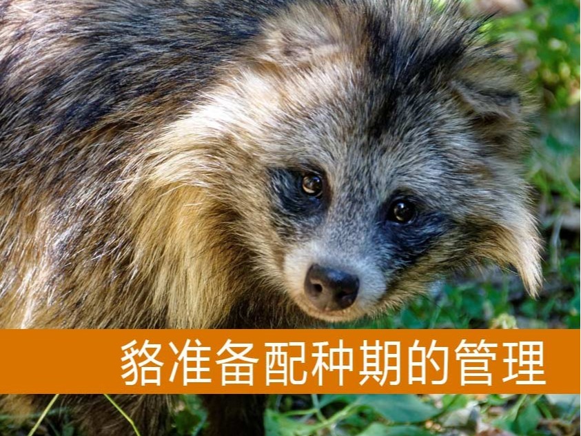 貉準備配種期的管理【康地恩毛皮動物養(yǎng)殖】