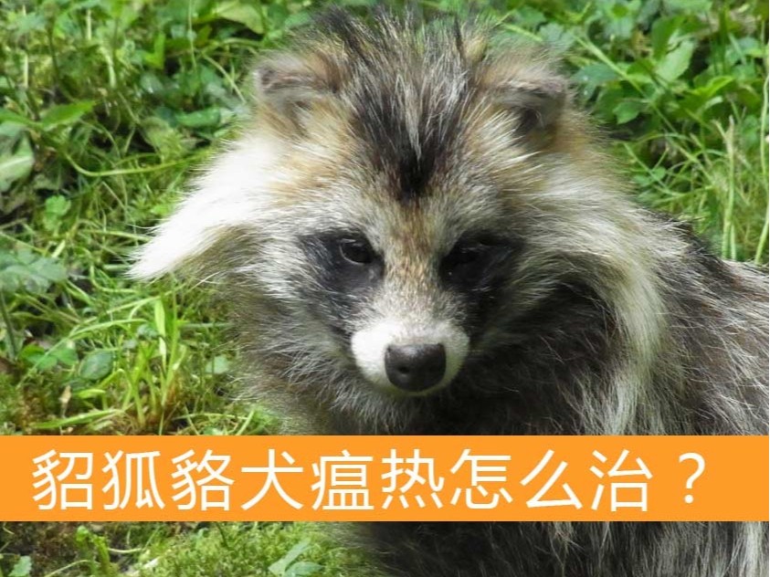 貂狐貉犬瘟熱怎么治？【康地恩特養(yǎng)】