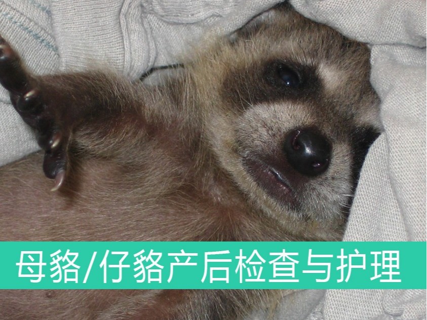 母貉/仔貉產(chǎn)后檢查與護(hù)理【康地恩養(yǎng)貉】
