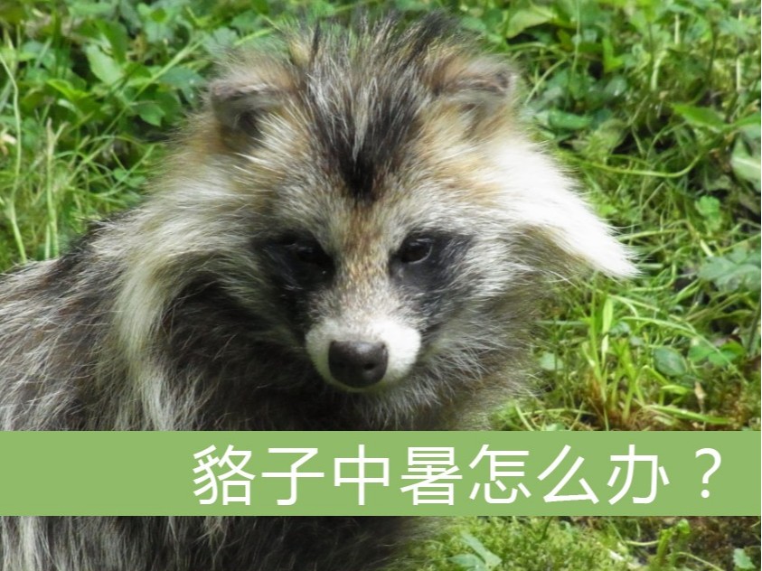 狐貉中暑怎么辦？【康地恩特養(yǎng)】