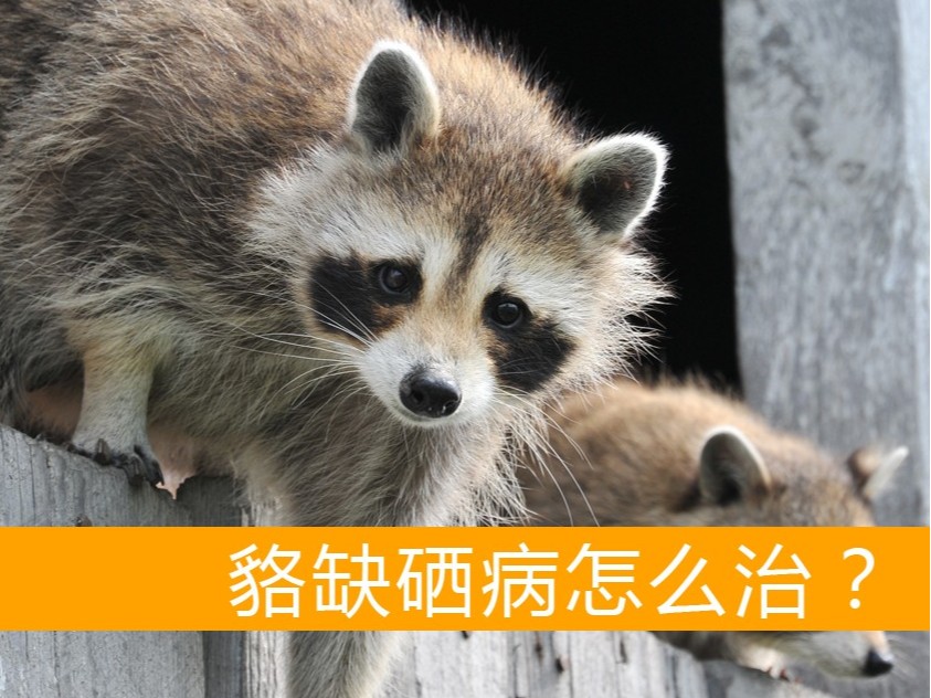 貉缺硒病怎么治療？【康地恩養(yǎng)貉】
