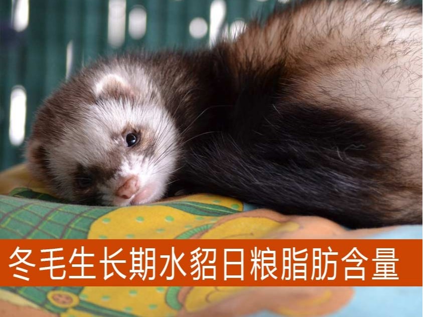 冬毛生長期水貂日糧脂肪含量多少適宜？【康地恩養(yǎng)貂】