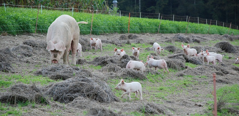 青島康地恩對(duì)豬支原體肺炎的解析及防控