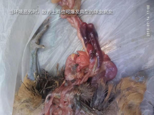 當(dāng)環(huán)境惡劣時(shí)，散養(yǎng)土雞也可爆發(fā)典型的球蟲(chóng)病變