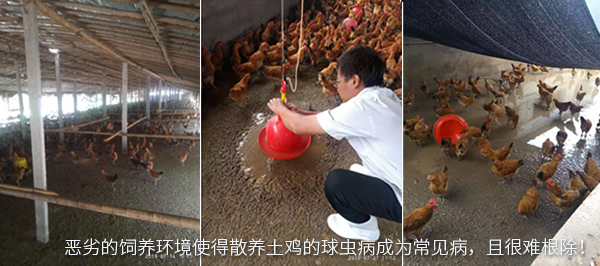 惡劣的飼養(yǎng)環(huán)境使得散養(yǎng)土雞的球蟲(chóng)病成為常見(jiàn)病，且很難根除