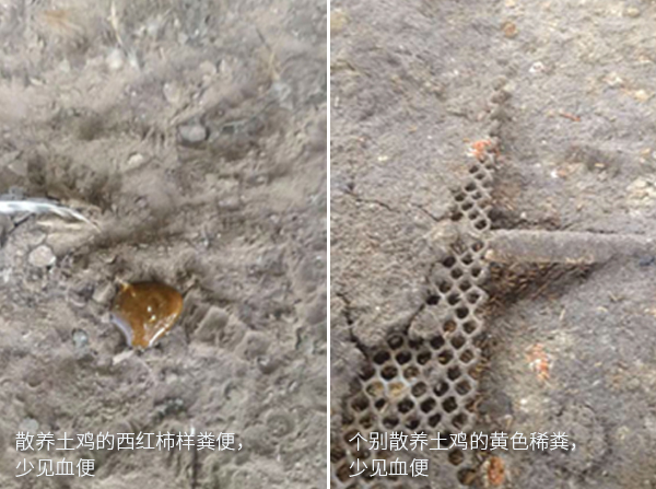 得球蟲(chóng)病的散養(yǎng)土雞易見(jiàn)西紅柿樣糞和個(gè)別散養(yǎng)土雞黃色稀糞，少見(jiàn)血便