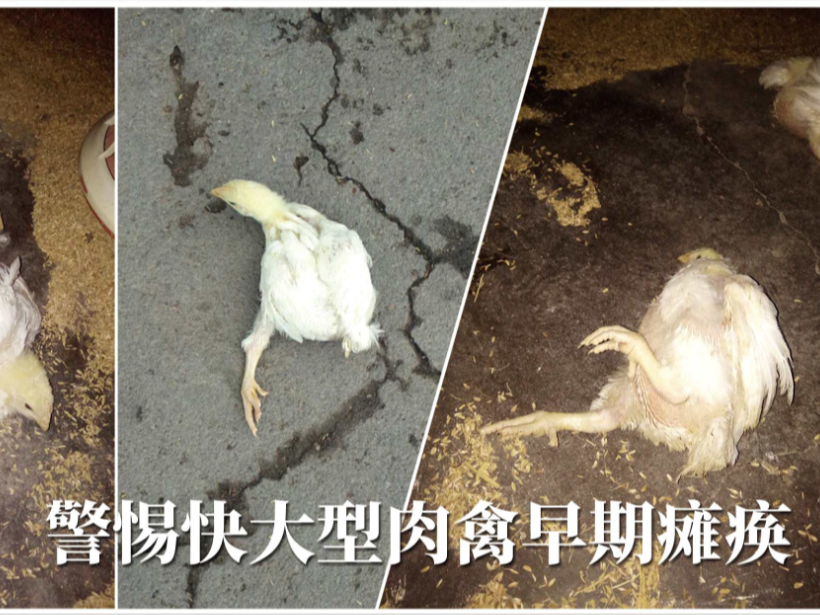 快大型肉禽早期缺硒性癱瘓?jiān)趺崔k？【康地恩養(yǎng)殖】