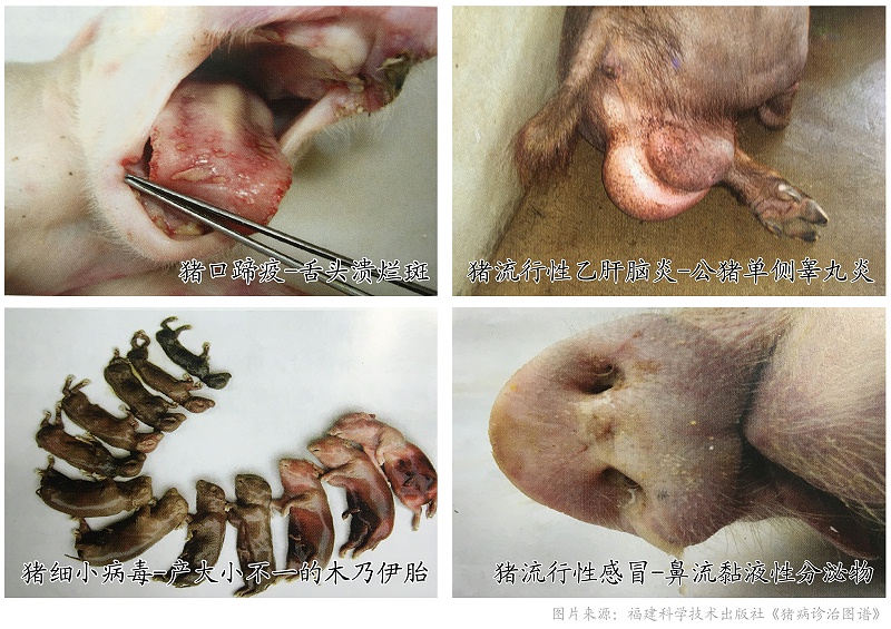 常見引起母豬流產(chǎn)、死胎疾病鑒別表-豬藥廠家-青島康地恩