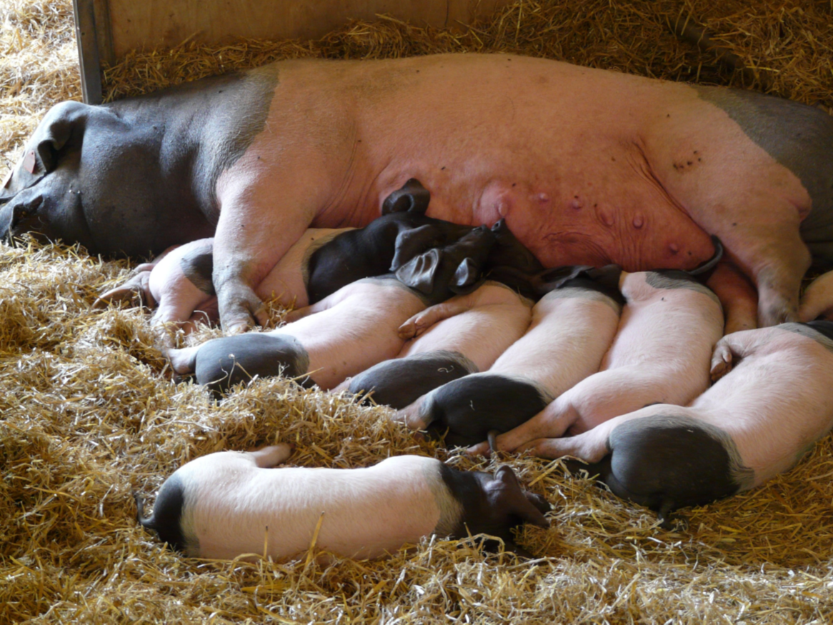 《青島康地恩常見引起母豬流產(chǎn)、死胎疾病鑒別表》