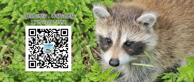 貂、狐、貉易患病分類【康地恩特養(yǎng)】