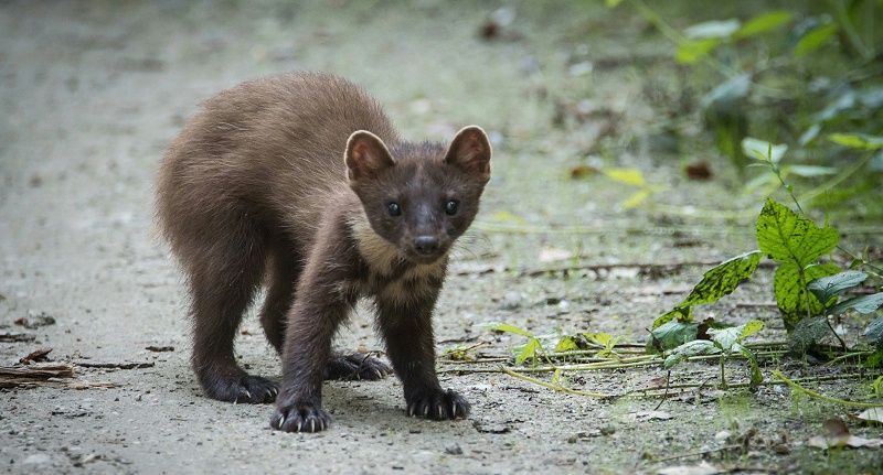 毛皮動物用藥廠家批發(fā)-青島康地恩