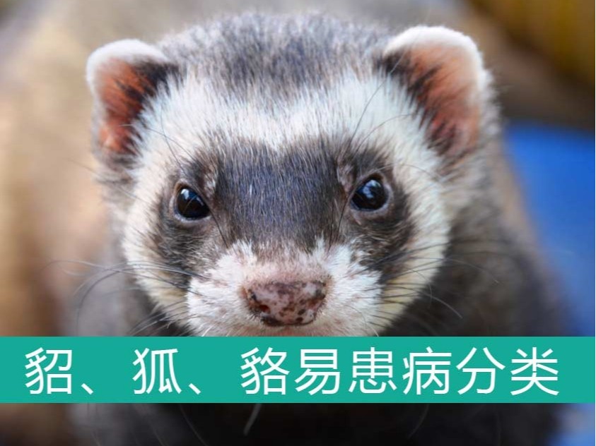 貂、狐、貉易患病分類【康地恩特養(yǎng)】