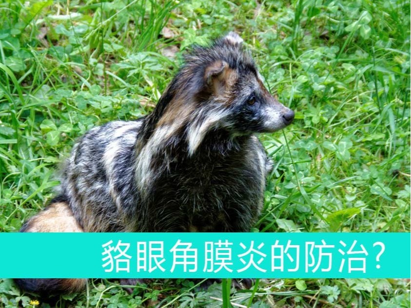 貉眼角膜炎的防治【康地恩——毛皮動物藥廠家】