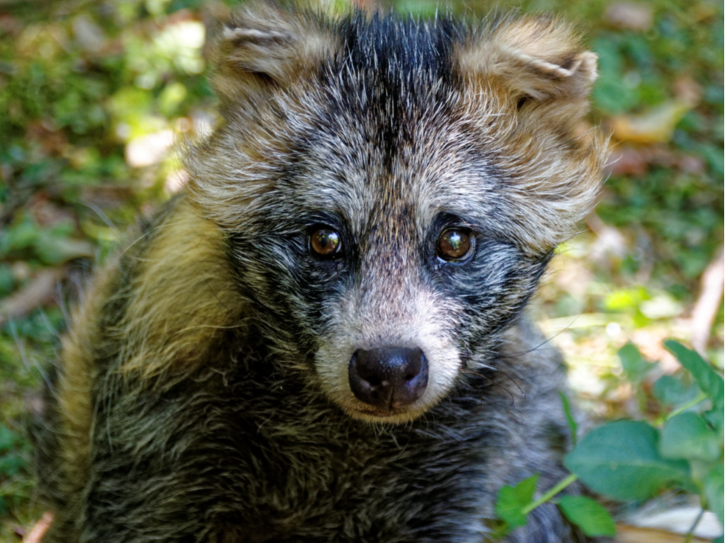 貉白鼻子病怎么治？【康地恩養(yǎng)貉】