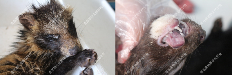 患血蟲病的貉子被毛逆亂，極度貧血消瘦-青島康地恩