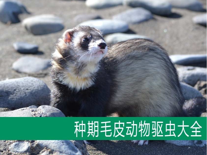 【康地恩毛皮飼養(yǎng)】種期毛皮動物驅(qū)蟲大全