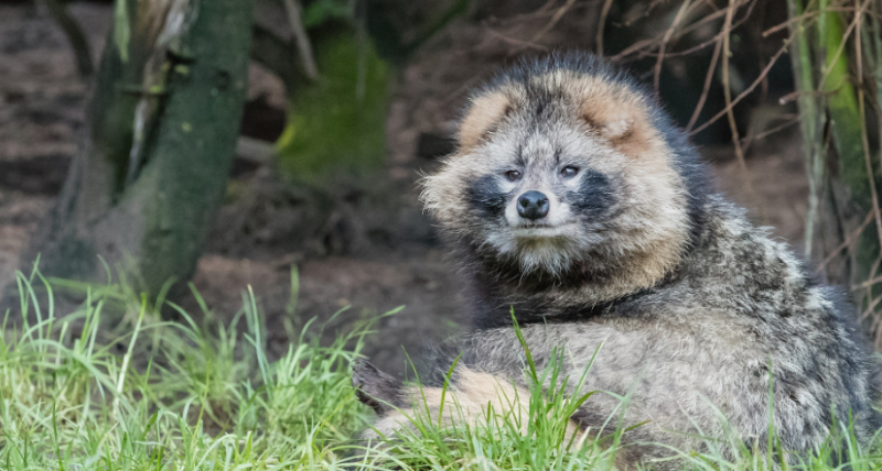 【康地恩特養(yǎng)】種貉選擇時需要注意啥？