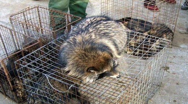 【康地恩特養(yǎng)】貉子引種的最佳時(shí)間和年齡