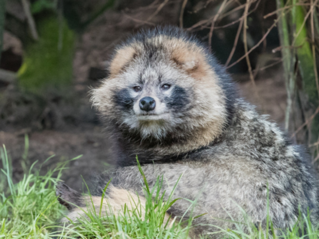 【康地恩特養(yǎng)】種貉選擇時(shí)需要注意啥？