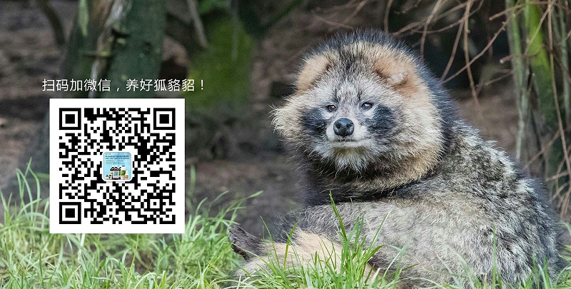 貉缺硒病怎么治療？【康地恩養(yǎng)貉】