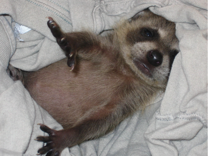 【青島康地恩特養(yǎng)】種貉恢復(fù)期該如何管理？