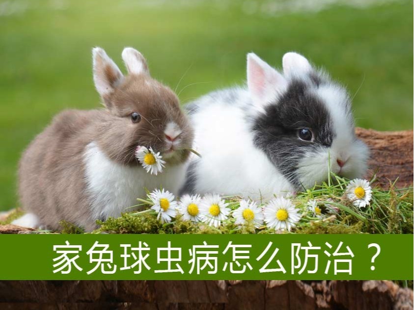 家兔球蟲(chóng)病怎么防治？【康地恩特養(yǎng)】