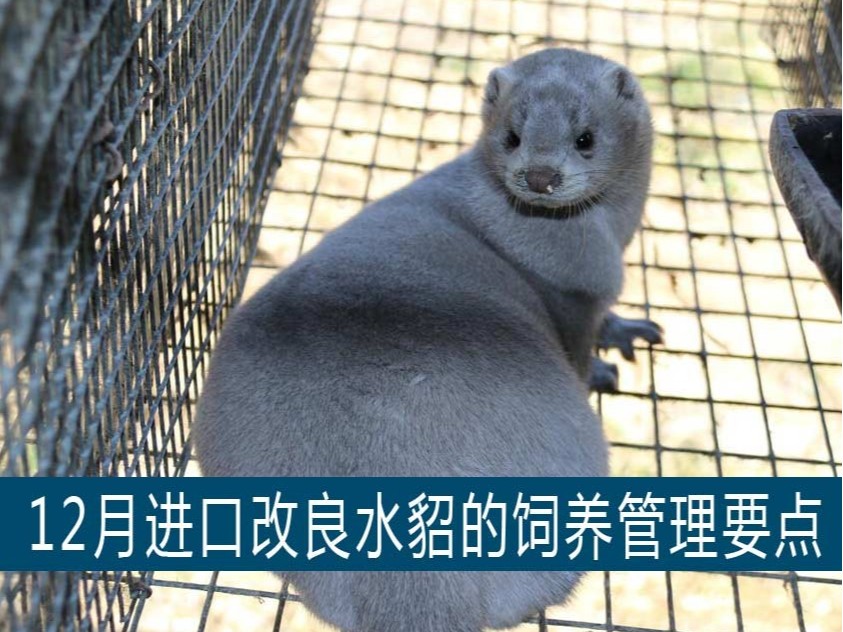 【康地恩養(yǎng)貂】12月進口改良水貂的飼養(yǎng)管理要點
