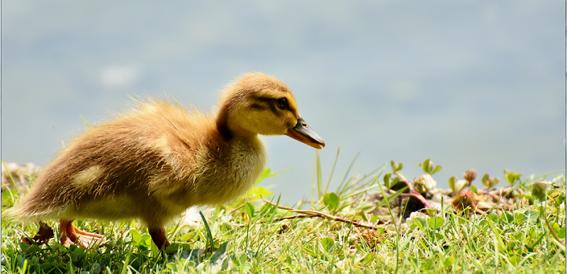 雛鴨黃曲霉毒素中毒怎么辦？聽聽康地恩怎么說！