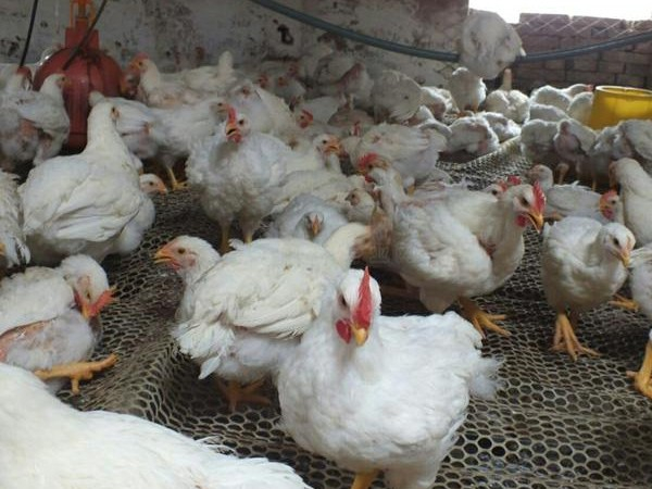 青島康地恩對雞住白細(xì)胞原蟲病的防治