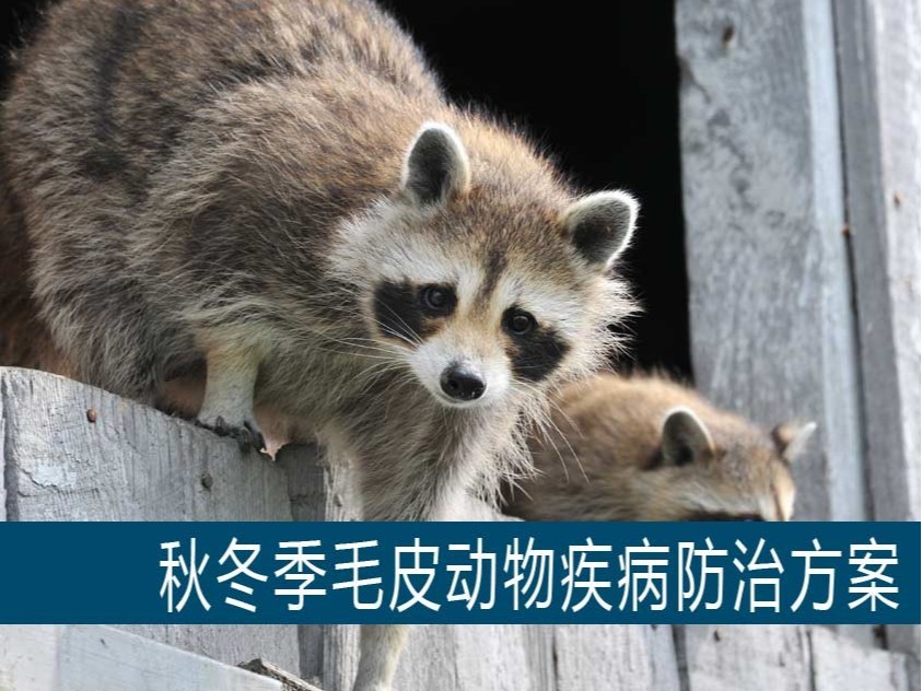 秋冬季毛皮動(dòng)物疾病防治方案【康地恩特養(yǎng)】