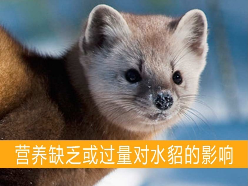 營養(yǎng)缺乏或過量對水貂的影響【康地恩養(yǎng)貂】