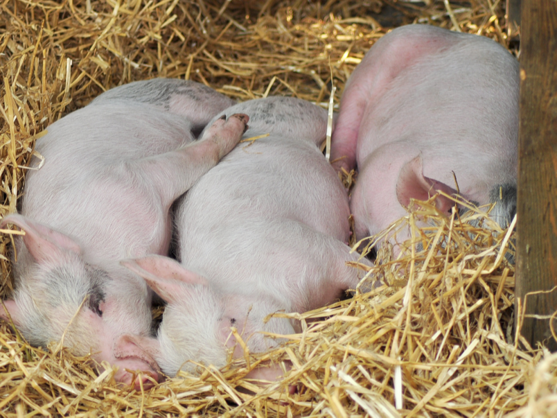 康地恩教您如何鑒別：豬瘟、豬肺疫、豬丹毒、仔豬副傷寒