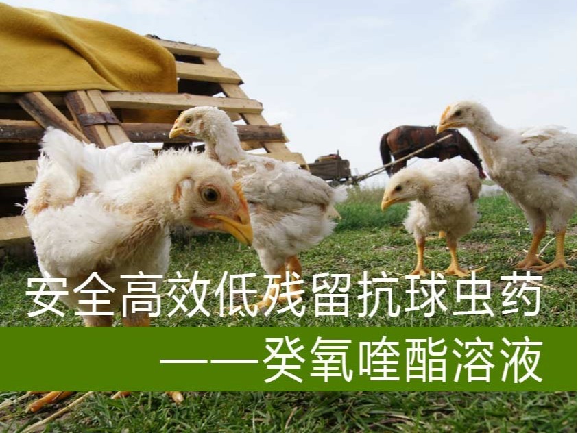 安全高效低殘留抗球蟲(chóng)藥——癸氧喹酯溶液【青島康地恩四類新獸藥】