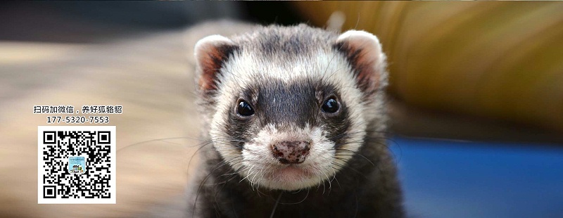 水貂常用的飼料原料有哪些?【康地恩養(yǎng)貂】